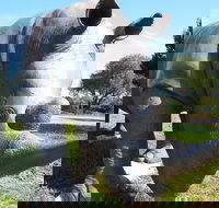 Tailem Bend Rhino Park and Dickson Reserve - C Tourism