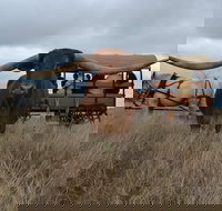 Texas Longhorn Tours - C Tourism