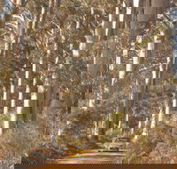 The Great Forest Trees Drive - C Tourism