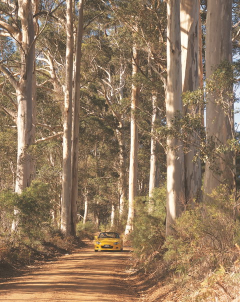 The Great Forest Trees Drive - C Tourism 0