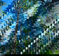 The Four Aces - C Tourism