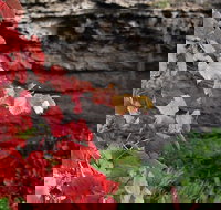 Umpherston Possum Tours - C Tourism