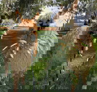 Visit an alpaca farm and get up and personal with these gentle and unique animals - C Tourism