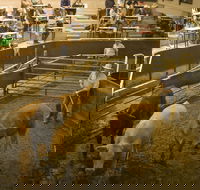 Wagga Wagga Livestock Marketing Centre - C Tourism