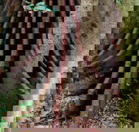 Wingham Brush Nature Reserve - C Tourism