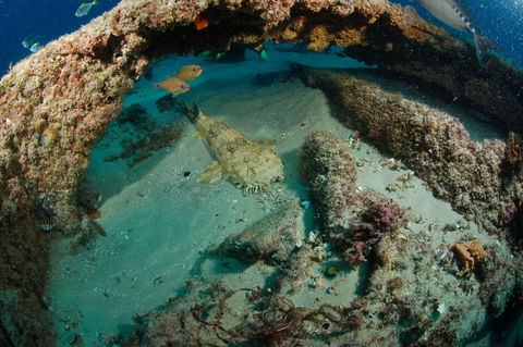 Aarhus Dive Site - C Tourism 2