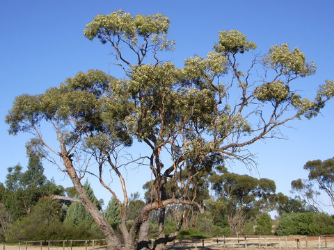 Australian Inland Botanic Gardens - C Tourism 1