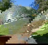 Big Murray Cod - C Tourism