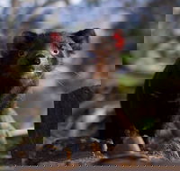 Bonorong Wildlife Sanctuary - C Tourism