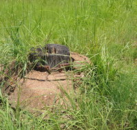 Brocks Creek Chinatown and Temple Site - C Tourism