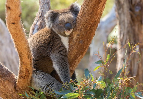 Cleland Wildlife Park - C Tourism 0