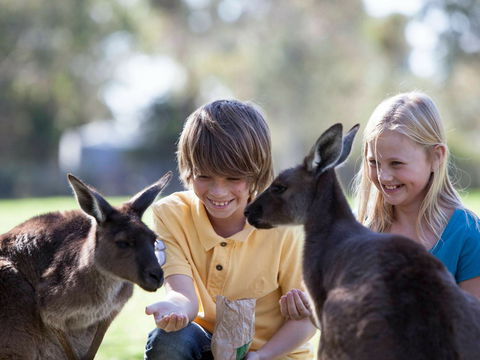 Cleland Wildlife Park - C Tourism 1