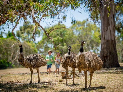 Cleland Wildlife Park - C Tourism 2