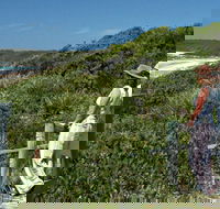 Conjola Beach Picnic Area - C Tourism