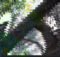 Daisy Hill - C Tourism