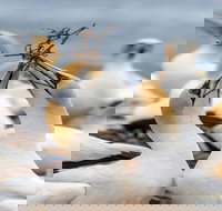Gannets in Portland - C Tourism