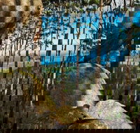 Gulaga Mountain Walk - C Tourism