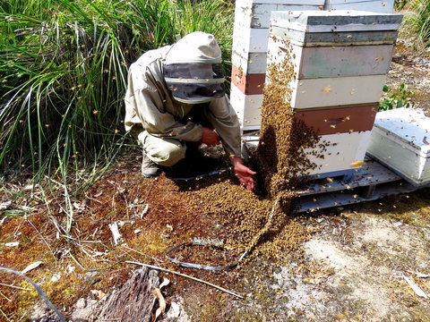 Honey Tasmania - The Beehive - C Tourism 0