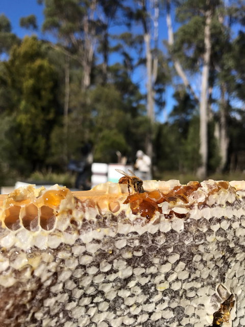 Honey Tasmania - The Beehive - C Tourism 1
