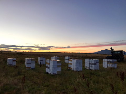 Honey Tasmania - The Beehive - C Tourism 2