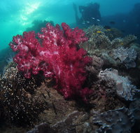 Luncheon Bay Dive Site - C Tourism