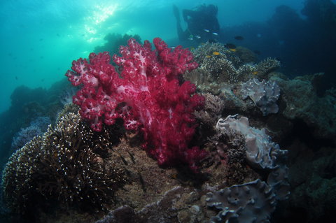 Luncheon Bay Dive Site - C Tourism 0