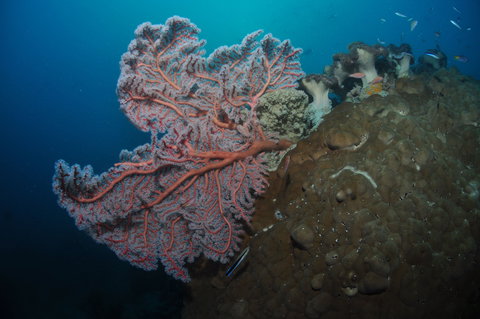 Luncheon Bay Dive Site - C Tourism 1