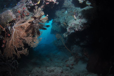 Luncheon Bay Dive Site - C Tourism 2