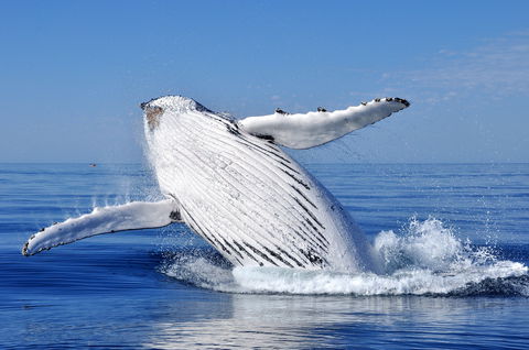 Marine Life Encounters - C Tourism 0