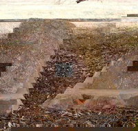 May Gibbs Tree - C Tourism