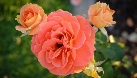 Mornington Botanical Rose Gardens - C Tourism 1