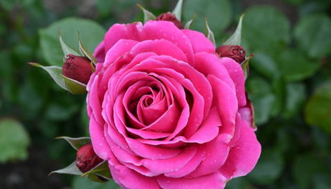 Mornington Botanical Rose Gardens - C Tourism 2