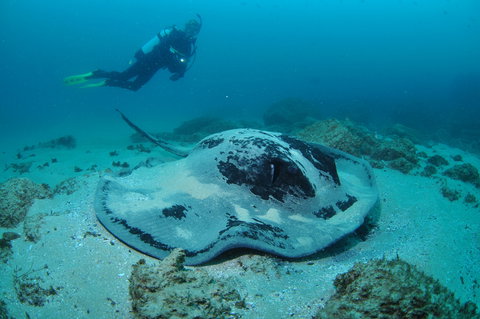 Nine Mile Reef Dive Site - C Tourism 1