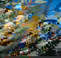 Norseman - C Tourism