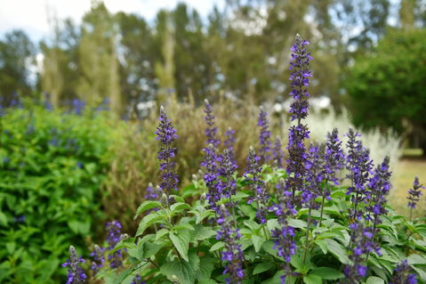 Picton Botanic Gardens - C Tourism 1