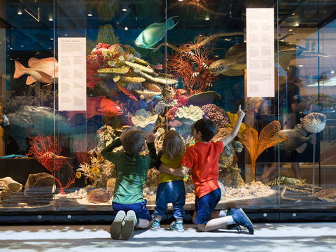 Queensland Museum - C Tourism 1
