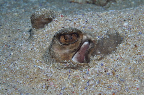 Shelving Beach Dive Site - C Tourism 1