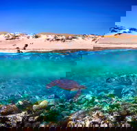 Snorkel the Ningaloo Reef - C Tourism