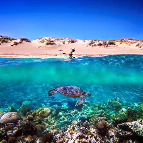 Snorkel The Ningaloo Reef - C Tourism 0
