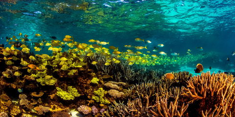 Snorkel The Ningaloo Reef - C Tourism 2