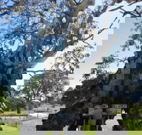 The Herbig Family Tree - C Tourism