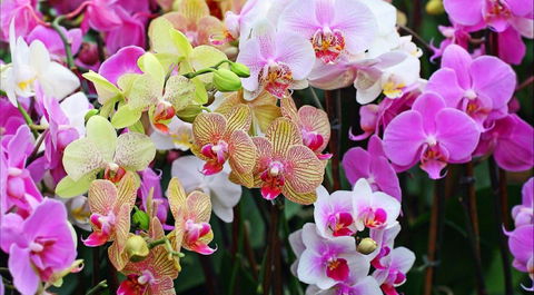 Tinonee Orchid Nursery - C Tourism 0