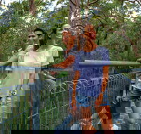 Valley of the Giants Tree Top Walk - C Tourism