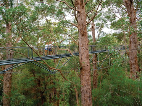 Valley Of The Giants Tree Top Walk - C Tourism 1