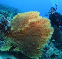 Wistari Wall - C Tourism