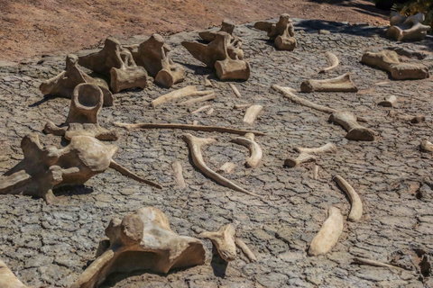 Australian Age Of Dinosaurs - C Tourism 2
