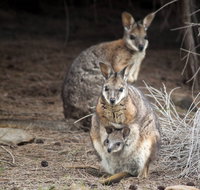 Bald Hill Walk - Cape Gantheaume Conservation Park - C Tourism