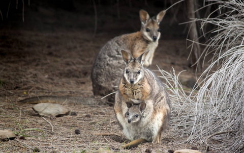 Bald Hill Walk - Cape Gantheaume Conservation Park - C Tourism 0