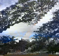 Bilston's Tree - C Tourism