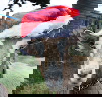 Bream Creek Farmers Market - C Tourism